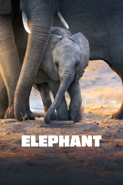 Watch Elephant movies online free